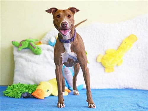 Photo of Xena, adoptable senior Greyhound in Tavares, Florida