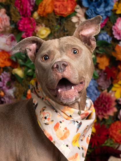 Photo of Carmen, adoptable senior dog in Atlanta, Georgia