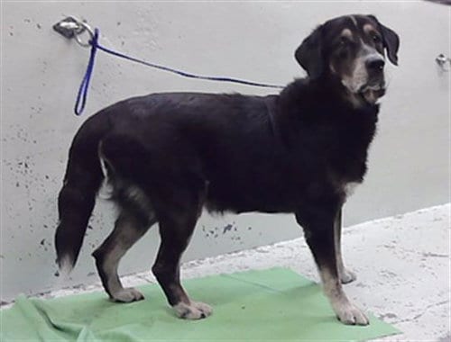 Photo of Bruce, adoptable senior Labrador Retriever in Houston, Texas