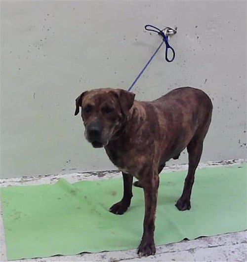 Photo of A2097692, adoptable senior Staffordshire Bull Terrier in Houston, Texas