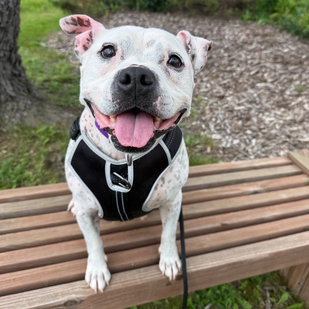 Photo of Lumi, adoptable senior Terrier / Mix in Brookfield, Wisconsin