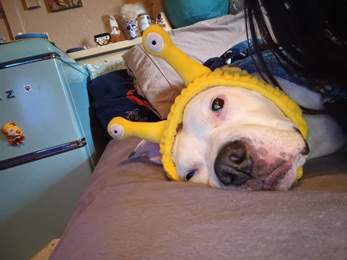 Photo of Cruz, adoptable senior American Pit Bull Terrier in Colorado Springs, Colorado