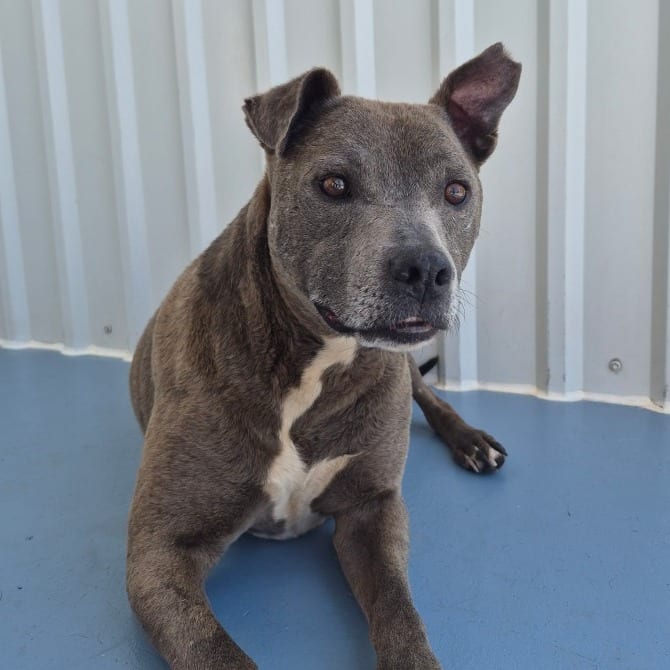 Photo of Joaquin, adoptable senior Terrier, Pit Bull / Mix in Kanab, Utah