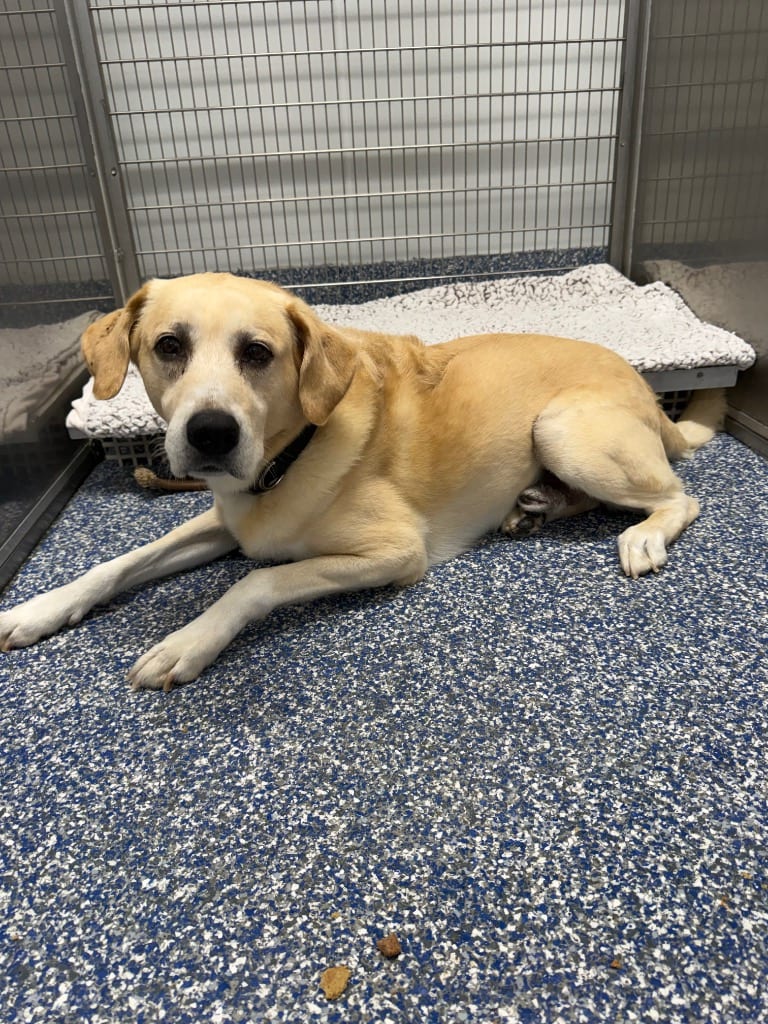 Photo of Teddy, adoptable senior Labrador Retriever in Maumelle, Arkansas