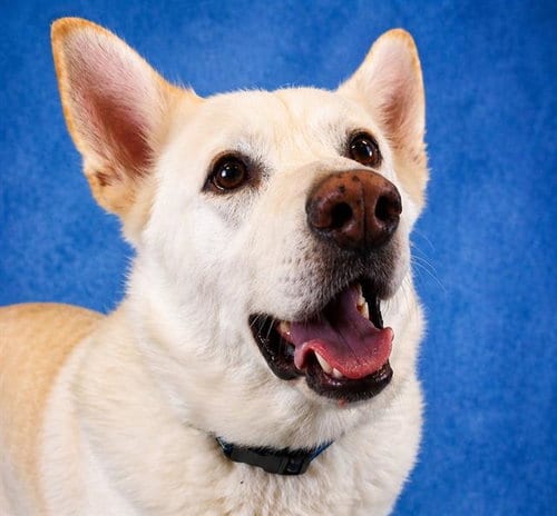 Photo of Casper, adoptable senior German Shepherd Dog in Pearland, Texas