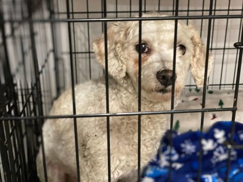 Photo of Noelle, adoptable senior Poodle (unknown type) in Lewistown, Pennsylvania