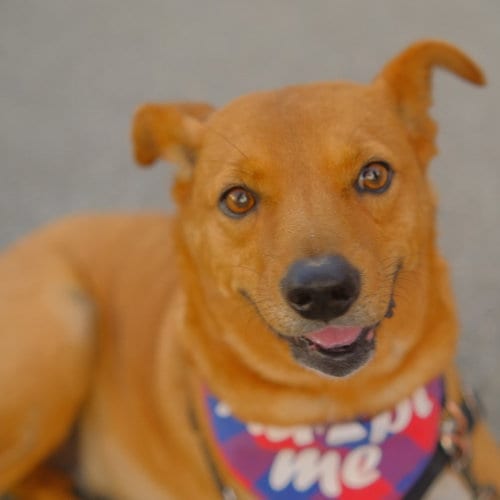 Photo of Walter, adoptable senior Unknown breed (short coat) in San Jose, California