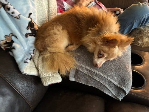 Photo of Sonny, adoptable senior Chihuahua in Middlesex, North Carolina