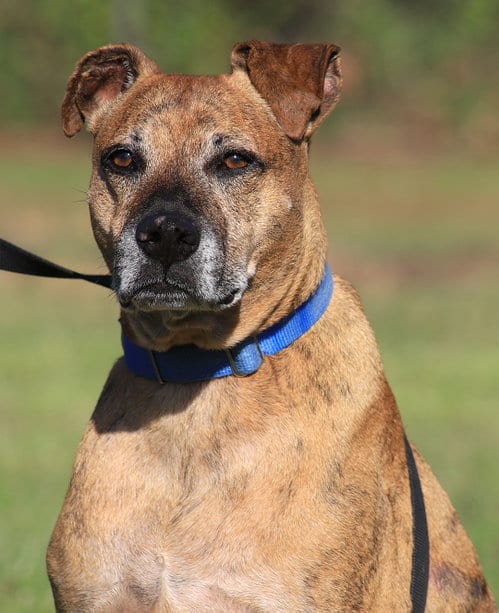 Photo of Jack (HW Treatment), adoptable senior Plott Hound in North Fort Myers, Florida