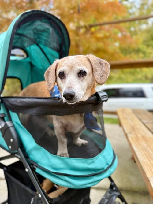 Photo of Tucker, adoptable senior Dachshund in Greenville, South Carolina