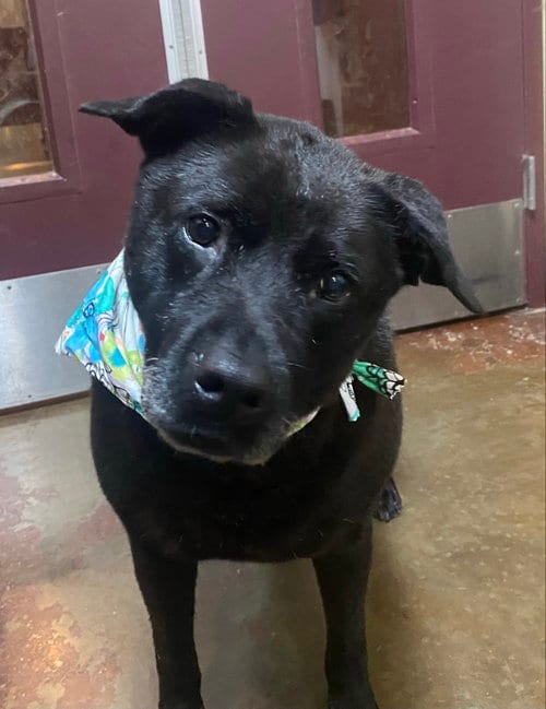 Photo of Delilah, adoptable senior Black Labrador Retriever in Amarillo, Texas