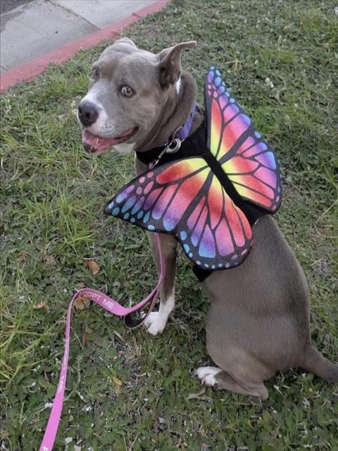 Photo of Sunshine, adoptable senior Pit Bull Terrier in Santa Barbara, California