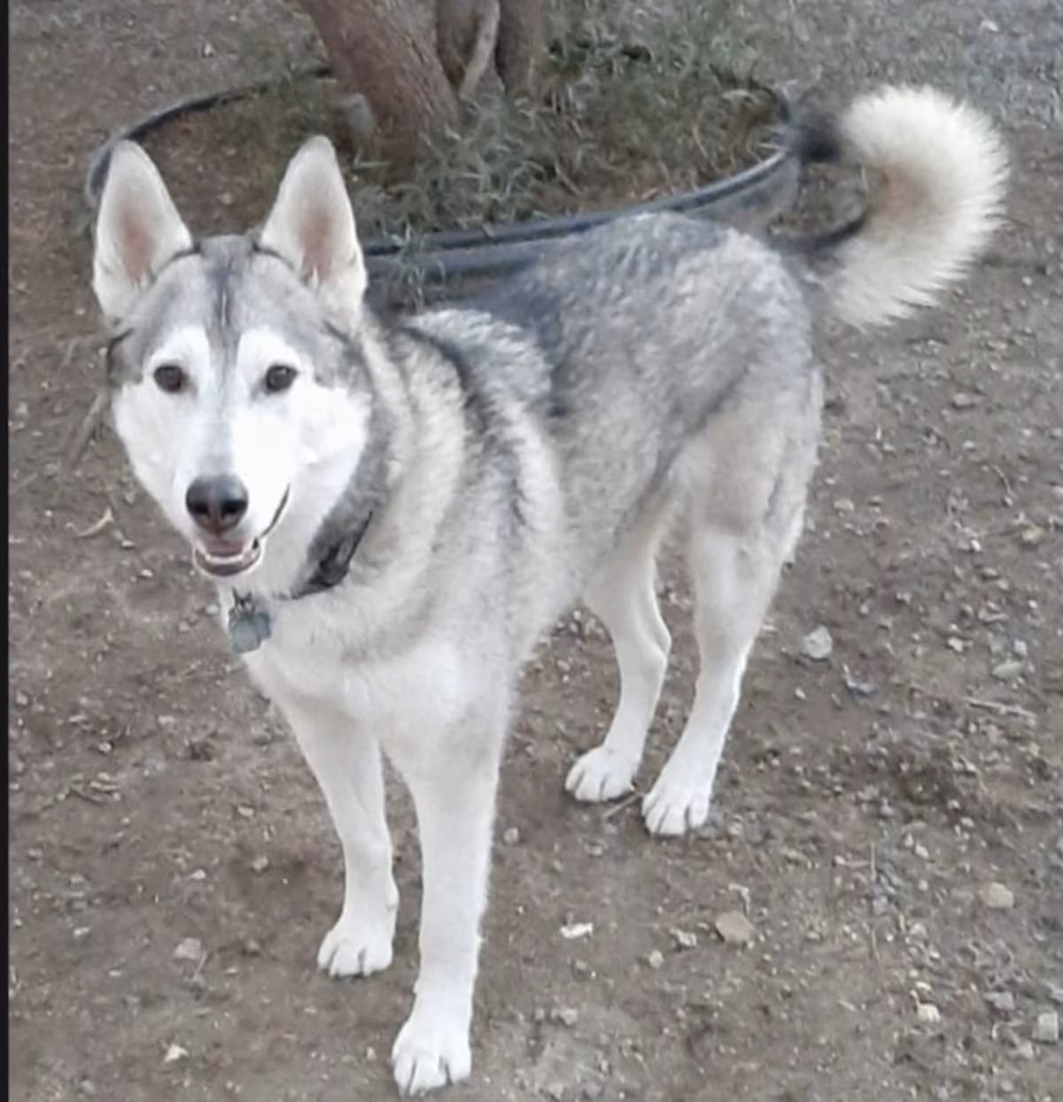 Photo of Riley, adoptable senior Husky German Shepherd Dog in Beverly Hills, California
