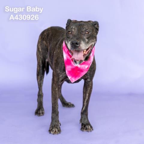 Photo of Sugar Baby, adoptable senior Pit Bull Terrier in Conroe, Texas