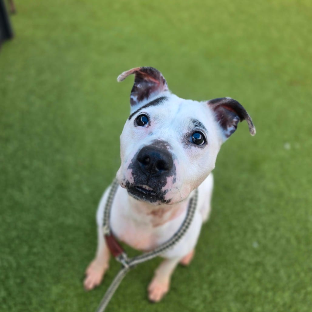 Photo of Mia, adoptable senior Terrier, Pit Bull in Greensboro, North Carolina