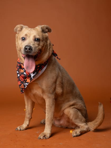 Photo of Honey, adoptable senior dog in Atlanta, Georgia