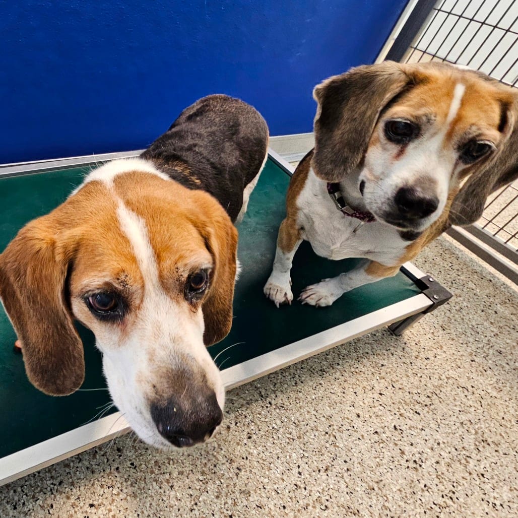 Photo of Mason, adoptable senior Beagle in Middletown, New York