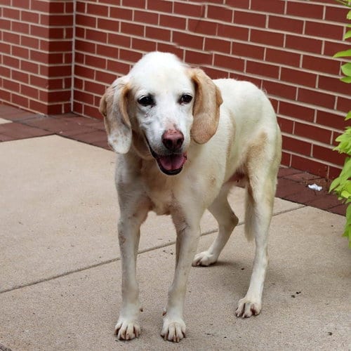 Photo of Odessa, adoptable senior Setter in Chantilly, Virginia