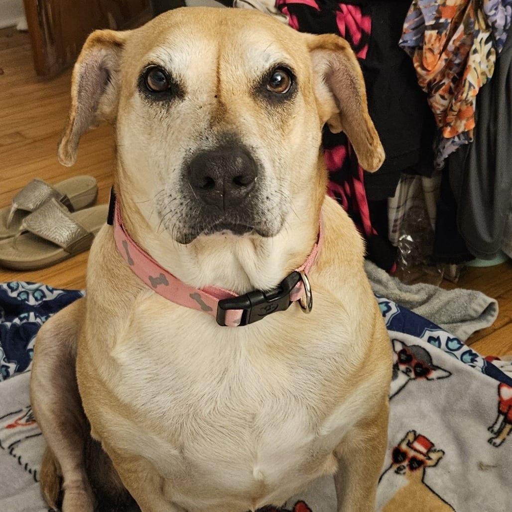 Photo of Tammy, adoptable senior Retriever, Labrador / Black Mouth Cur in Beaumont, Texas