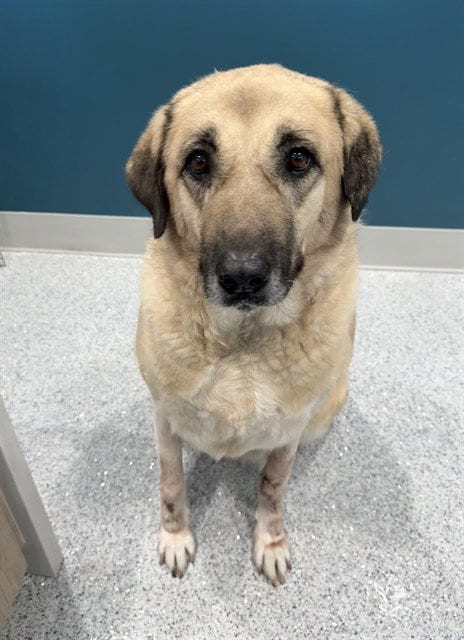 Photo of Olympia, adoptable senior Anatolian Shepherd in Palmetto, Florida