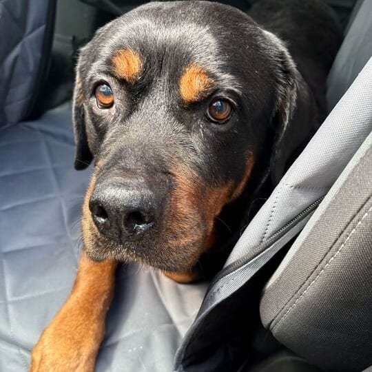 Photo of Diva, adoptable senior Rottweiler in California, California