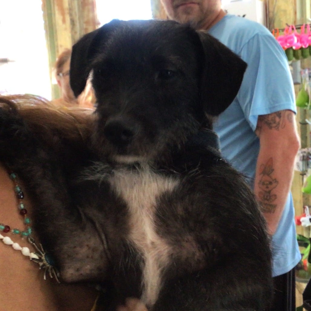 Photo of Bonjovie, adoptable senior Terrier