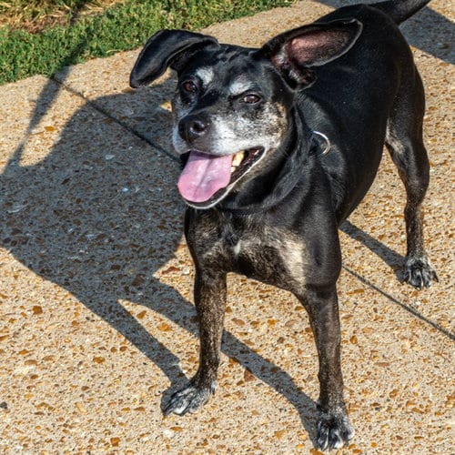 Photo of Athena, adoptable senior Beagle in St Louis, Missouri
