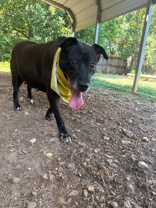 Photo of Daffy, adoptable senior Labrador Retriever in Jackson, Mississippi
