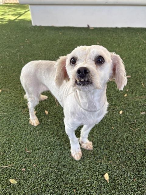 Photo of Lindon, adoptable senior Maltese in Castaic, California