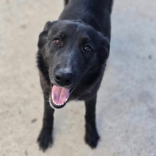 Photo of Harriet, adoptable senior Black Labrador Retriever in Dallas, Texas