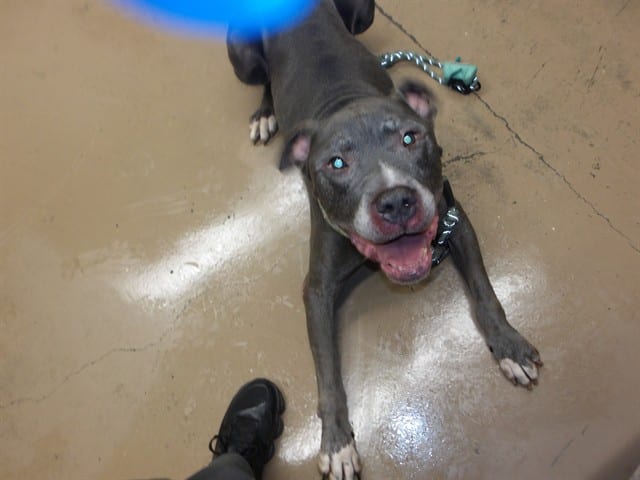 Photo of Bluto, adoptable senior American Pit Bull Terrier in Chicago, Illinois
