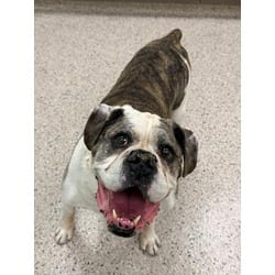 Photo of Pooh Bear, adoptable senior American Bulldog in Brighton, Colorado