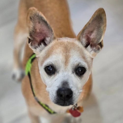 Photo of Charlie, adoptable senior Chihuahua in Normal, Illinois