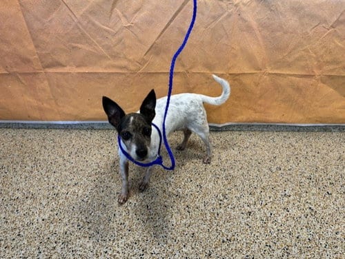 Photo of Ibis, adoptable senior Jack Russell Terrier (Parson Russell Terrier) in Miami, Florida