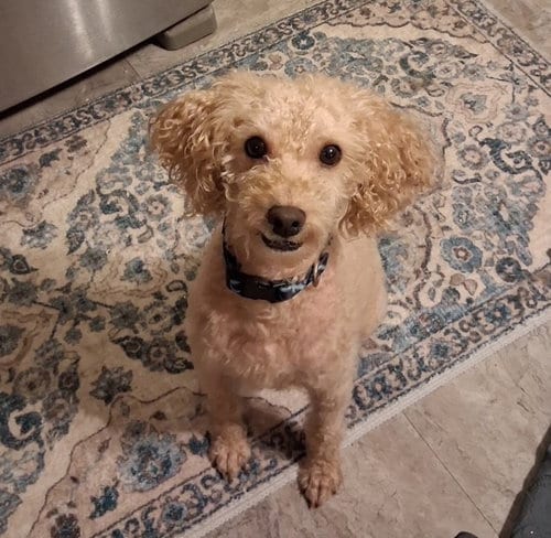 Photo of Peloche, adoptable senior Poodle (Miniature) in Fort Wayne, Indiana