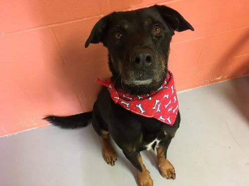 RANDY, adoptable senior Rottweiler in Lawrence, KS