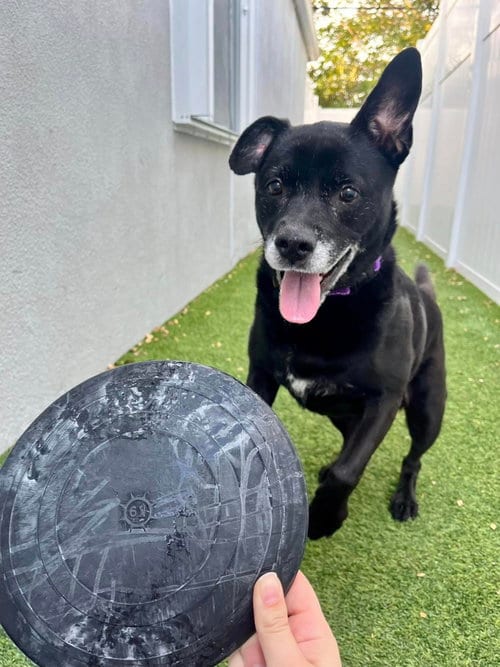 Sadie, adoptable senior Labrador Retriever in Pompano Beach, FL