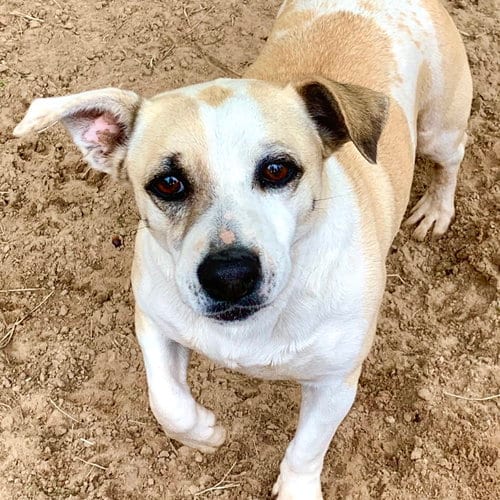 Sugar, adoptable senior Rat Terrier in Gun Barrel City, TX