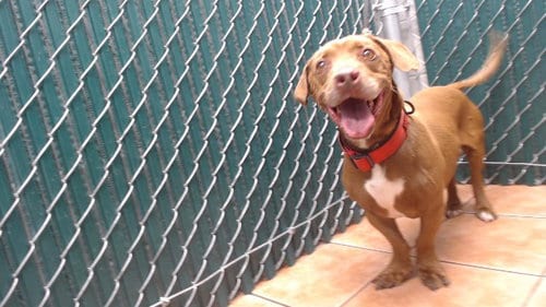Photo of Charlie, adoptable senior Dachshund in Downey, California