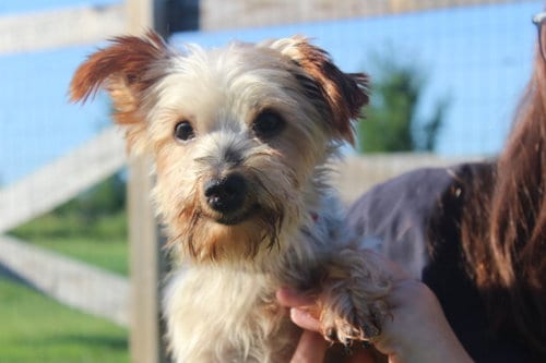Photo of Teddy Bear, adoptable senior Yorkshire Terrier Yorkie in Chestertown, Maryland