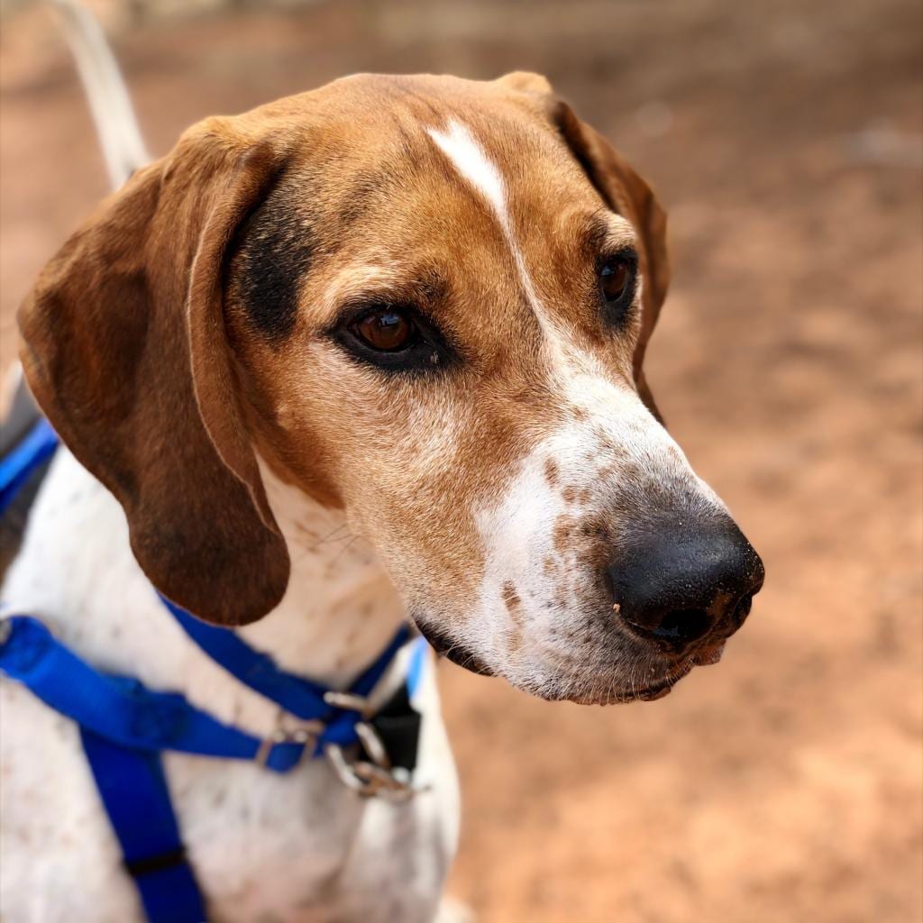Photo of Skitter, adoptable senior Hound in Kanab, Utah