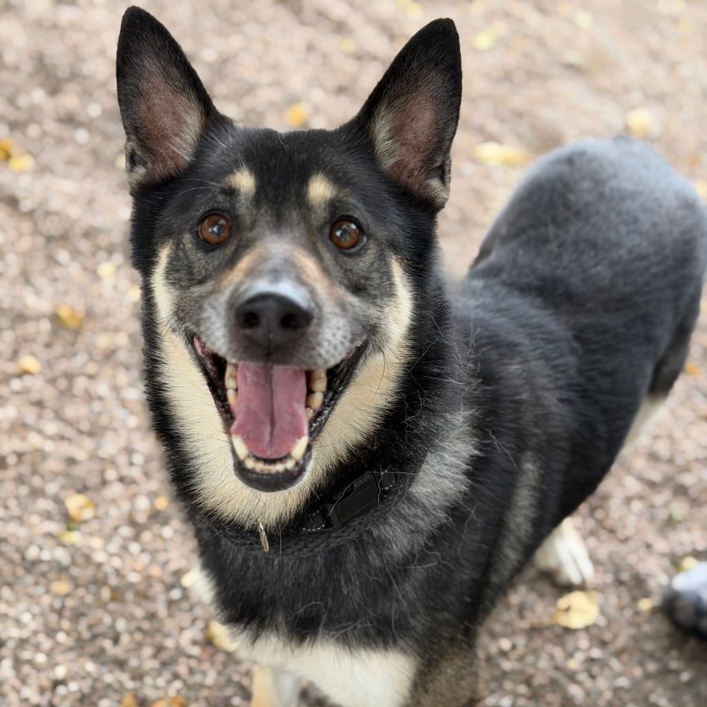 Photo of Junior, adoptable senior Mixed Breed (Medium) in DeKalb, Illinois