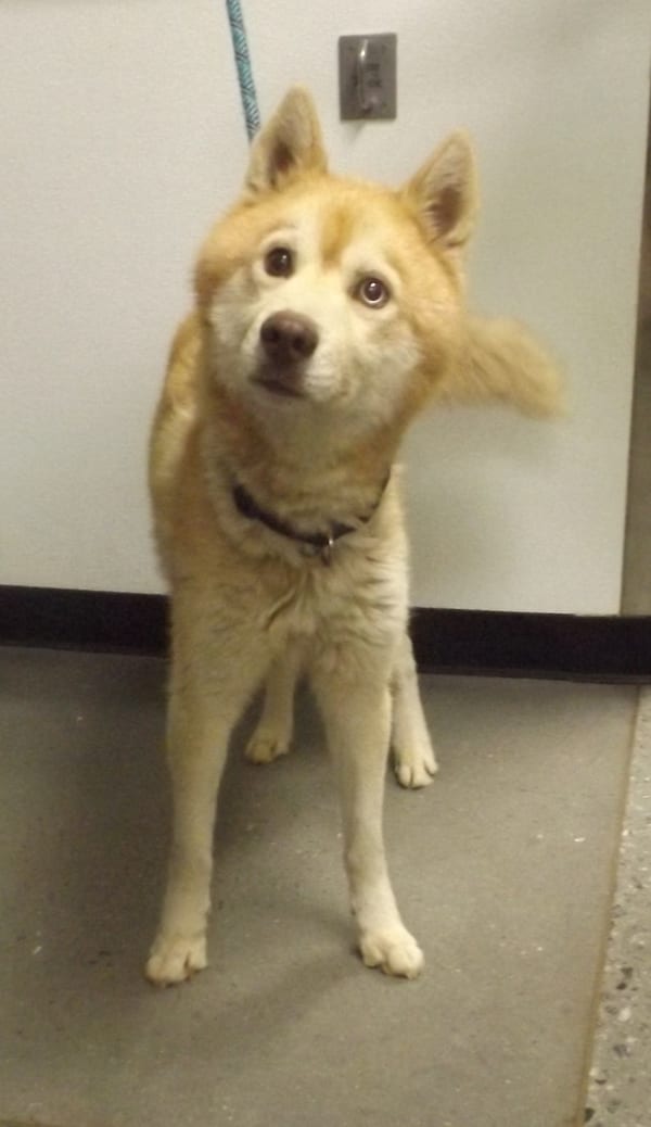 Photo of 'Three', adoptable senior Siberian Husky cross in Lawrenceville, Georgia