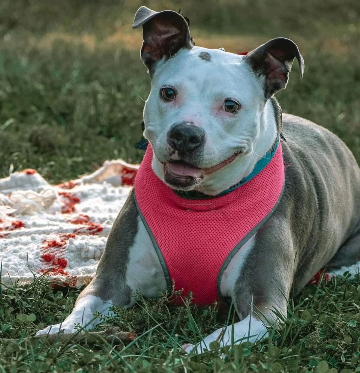 Photo of Jenny, adoptable senior Terrier (Unknown Type, Medium) Mixed Breed (Medium) in O'Fallon, Missouri