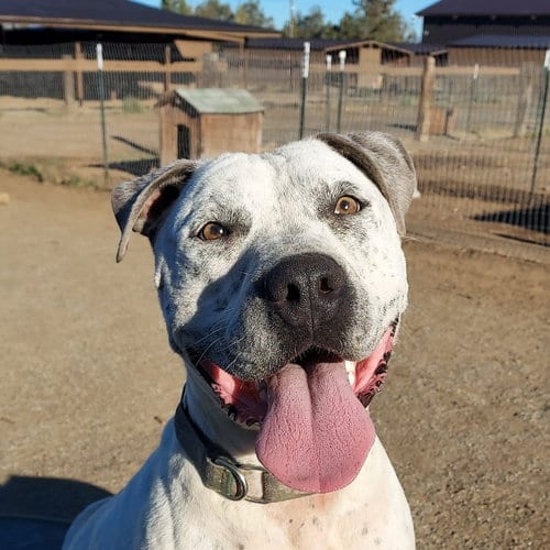 Rodeo, adoptable senior American Bulldog in Yreka, CA