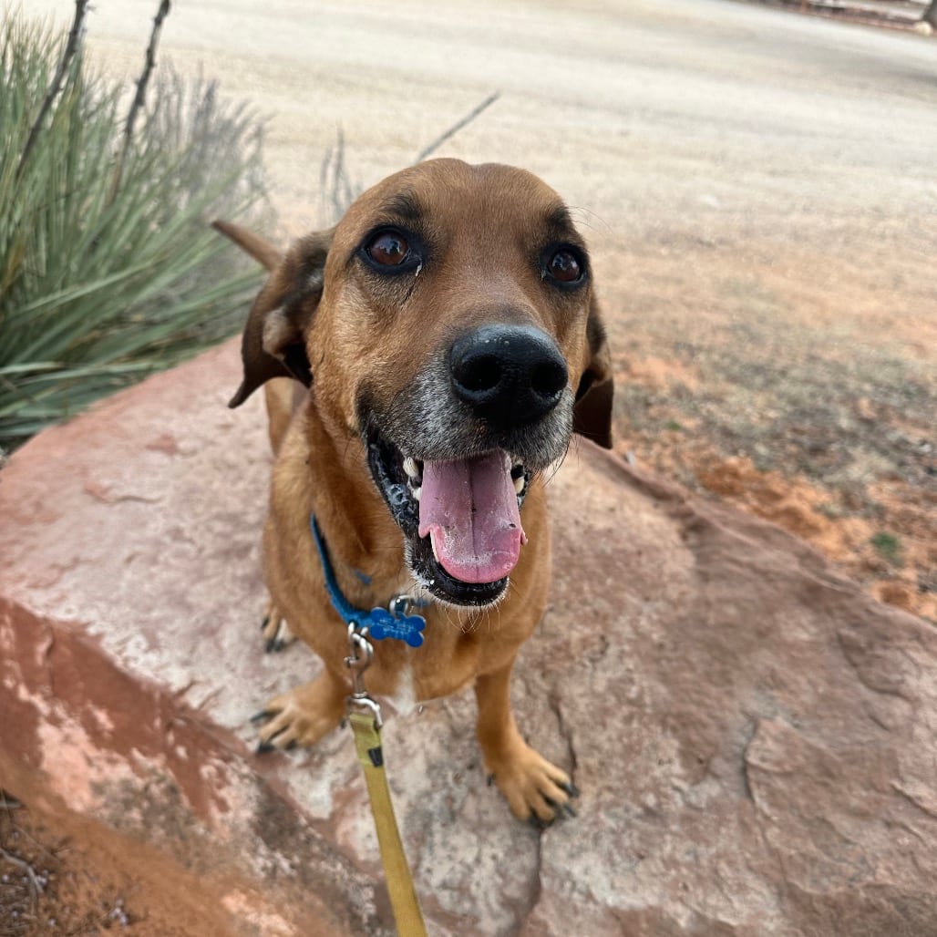Photo of Brad, adoptable senior Hound, Basset / Shepherd, Belgian Malinois in Kanab, Utah