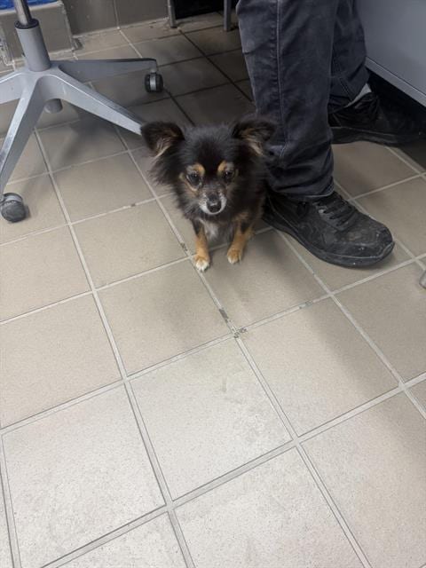 Photo of Ava, adoptable senior Pomeranian in Albuquerque, New Mexico