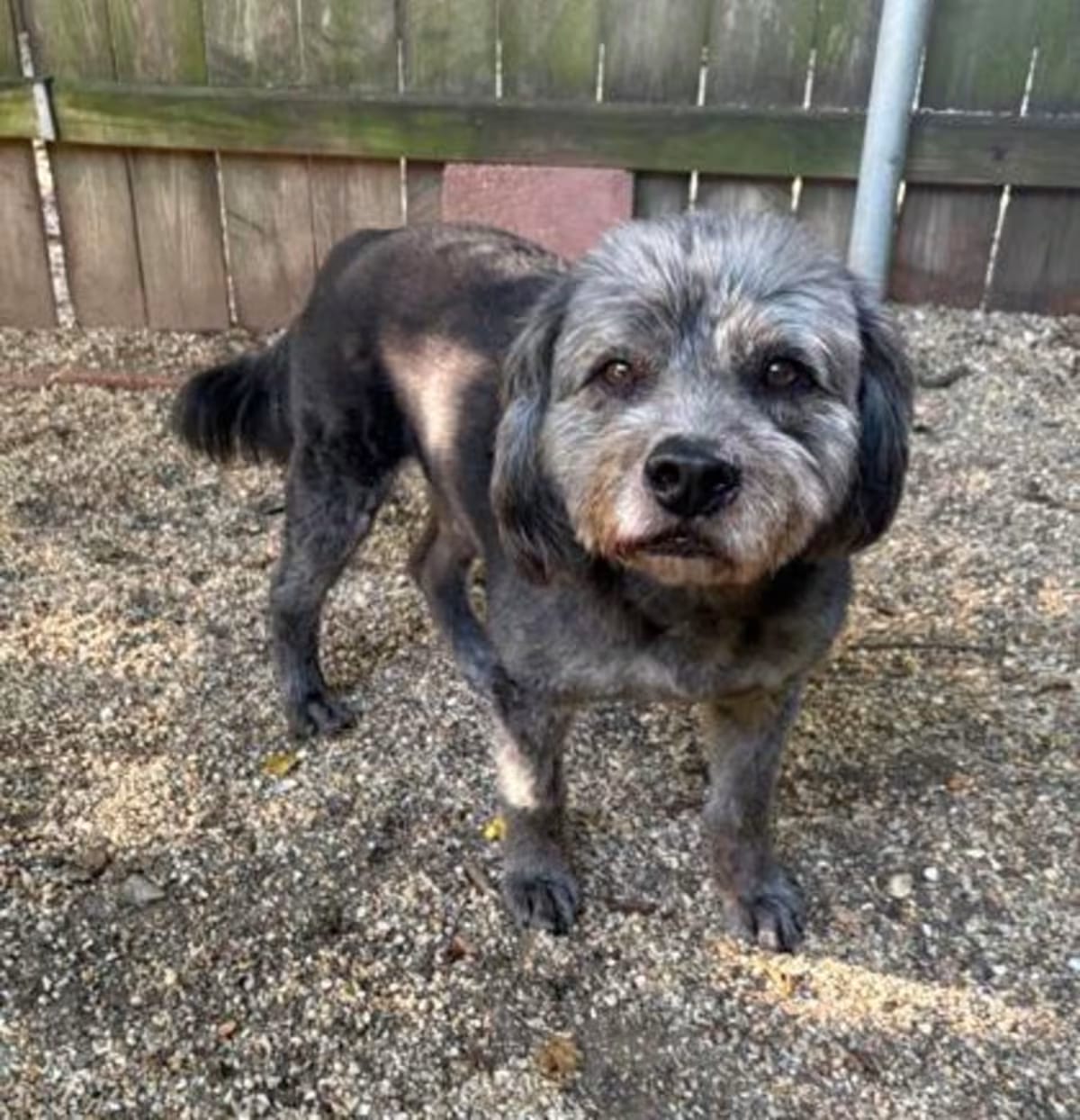Photo of Harry IN FOSTER, adoptable senior Terrier (Unknown Type, Medium) in New Orleans, Louisiana
