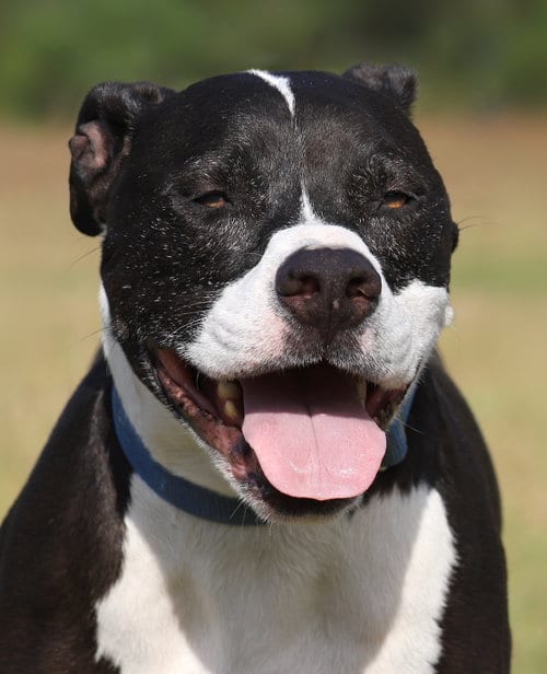 Photo of Tarzan, adoptable senior American Staffordshire Terrier in North Fort Myers, Florida