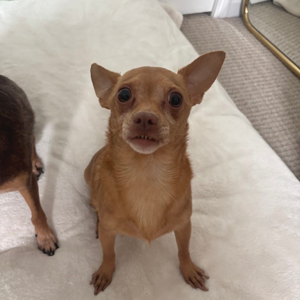 Photo of Twinkie, adoptable senior Chihuahua in Georgia, Georgia
